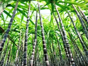 Mature sugarcane fields